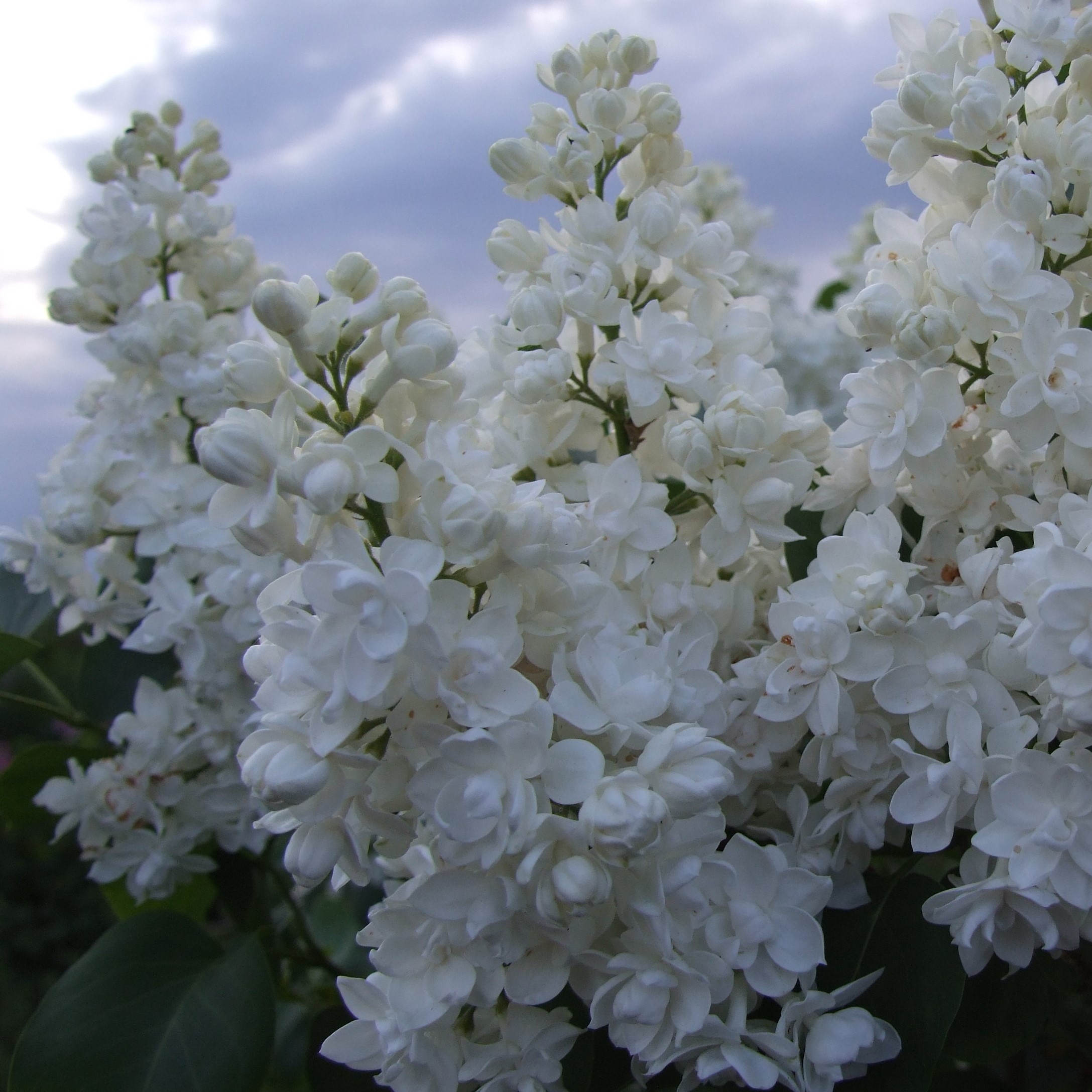 Сирень обыкновенная Катенька